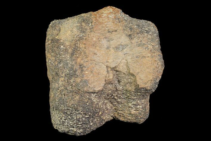 Bargain, Fossil Hadrosaur Bone - Aguja Formation, Texas #116507